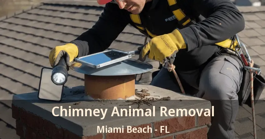 Chimney Animal Removal Miami Beach - FL